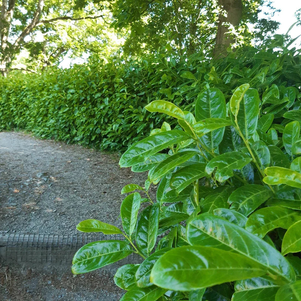 15 Cherry Laurel Evergreen Hedging Plants Fast Growing Shrub 40-60cm Potted