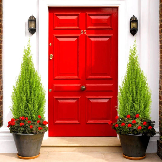 Cupressus Plant Conifer Wilma Goldcrest Lemon Scented Evergreen 10.5cm Pots Corbycart