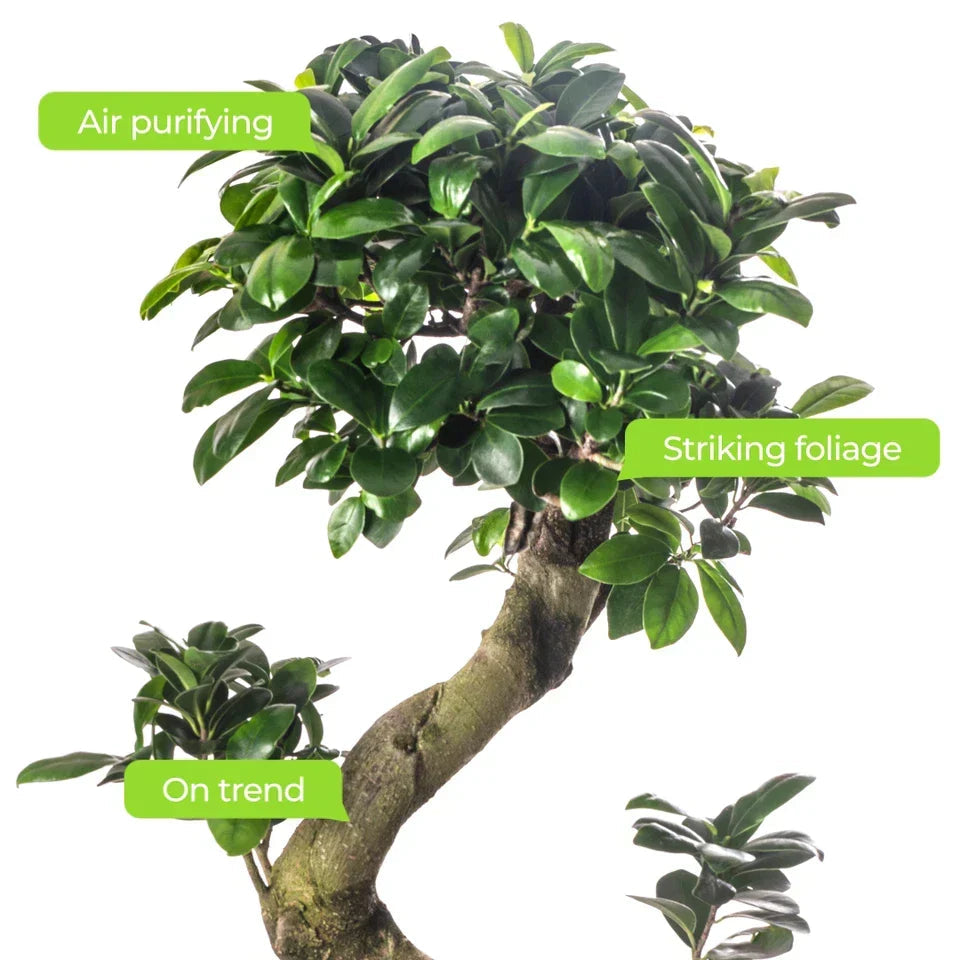 Ficus Ginseng Bonsai Tree Tall Indoor Plants Exotic Large Trees For Your Home CorbyCart
