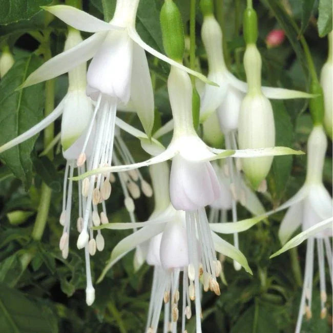 FUCHSIAS x3 Hardy Perennial Variety Pack | Young Plants in 9cm pots CorbyCart