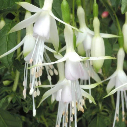 FUCHSIAS x3 Hardy Perennial Variety Pack | Young Plants in 9cm pots CorbyCart
