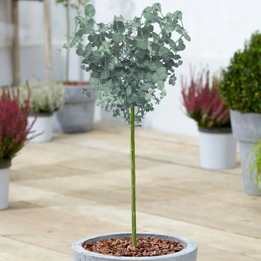 Eucalyptus gunnii Tree, Cider Gum, Potted Ornamental Trees for Small Gardens (70-80cm incl.pot) Corbycart