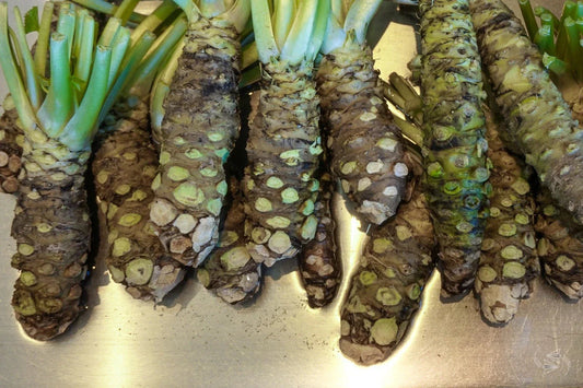 WASABI VIABLE SEEDS - JAPANESE HORSERADISH PLANT- UK Stock Corbycart