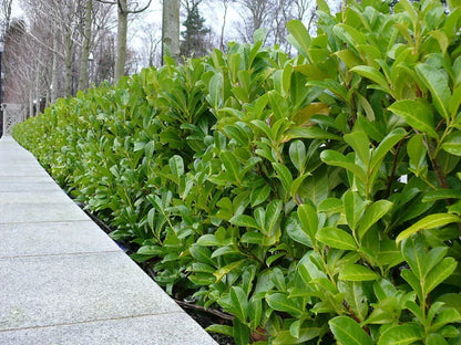 10 Cherry Laurel Hedging Plants 30-50cm Tall Potted