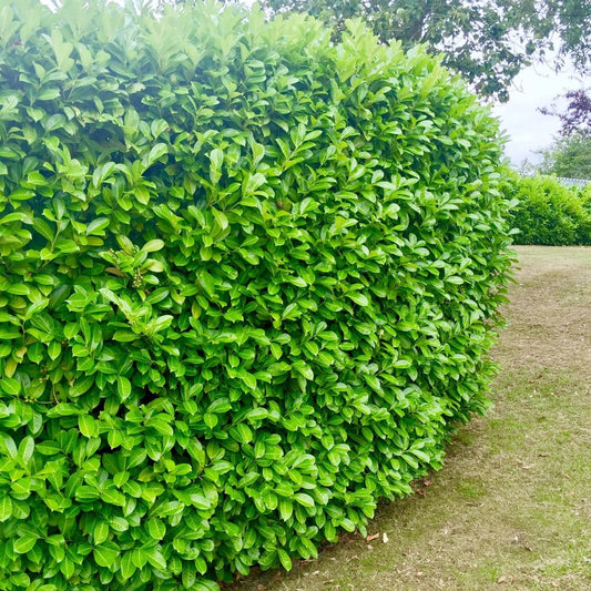 40x Cherry Laurel Hedging Plants 30-50cm Tall Potted