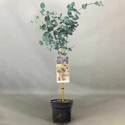 Eucalyptus gunnii Tree, Cider Gum, Potted Ornamental Trees for Small Gardens (70-80cm incl.pot)