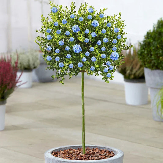 Ceanothus Victoria Tree / potted California Wild lilac trees 70_80cm Corbycart