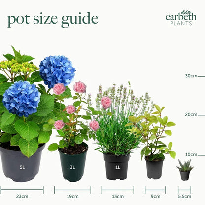 3 x Acer Plant Collection - 11cm Pots - Vars Atropur- pureum - Orange Dream Corbycart