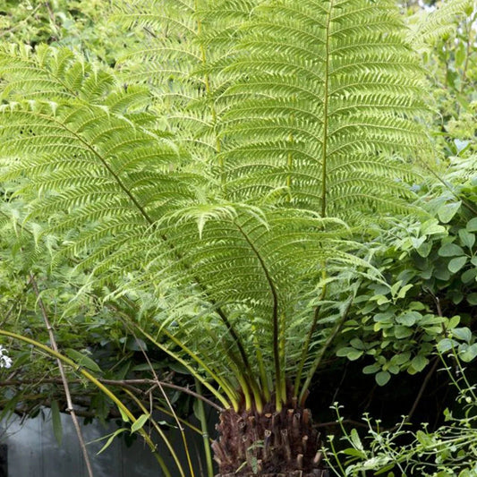 Tree Fern Plant in 17cm Pot - Dicksonia Antarctica Corbycart
