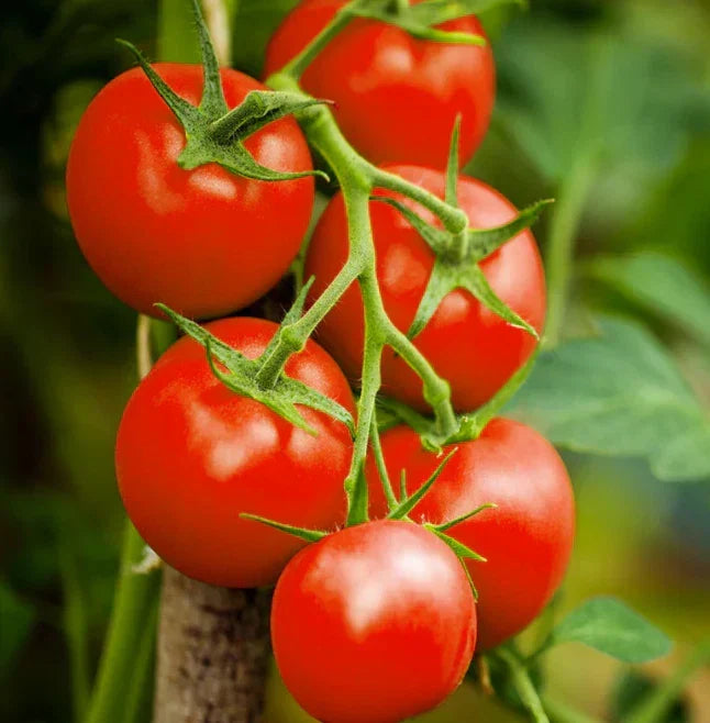 3 × Tomato ‘Moneymaker’ Plug Plants – READY NOW! CorbyCart
