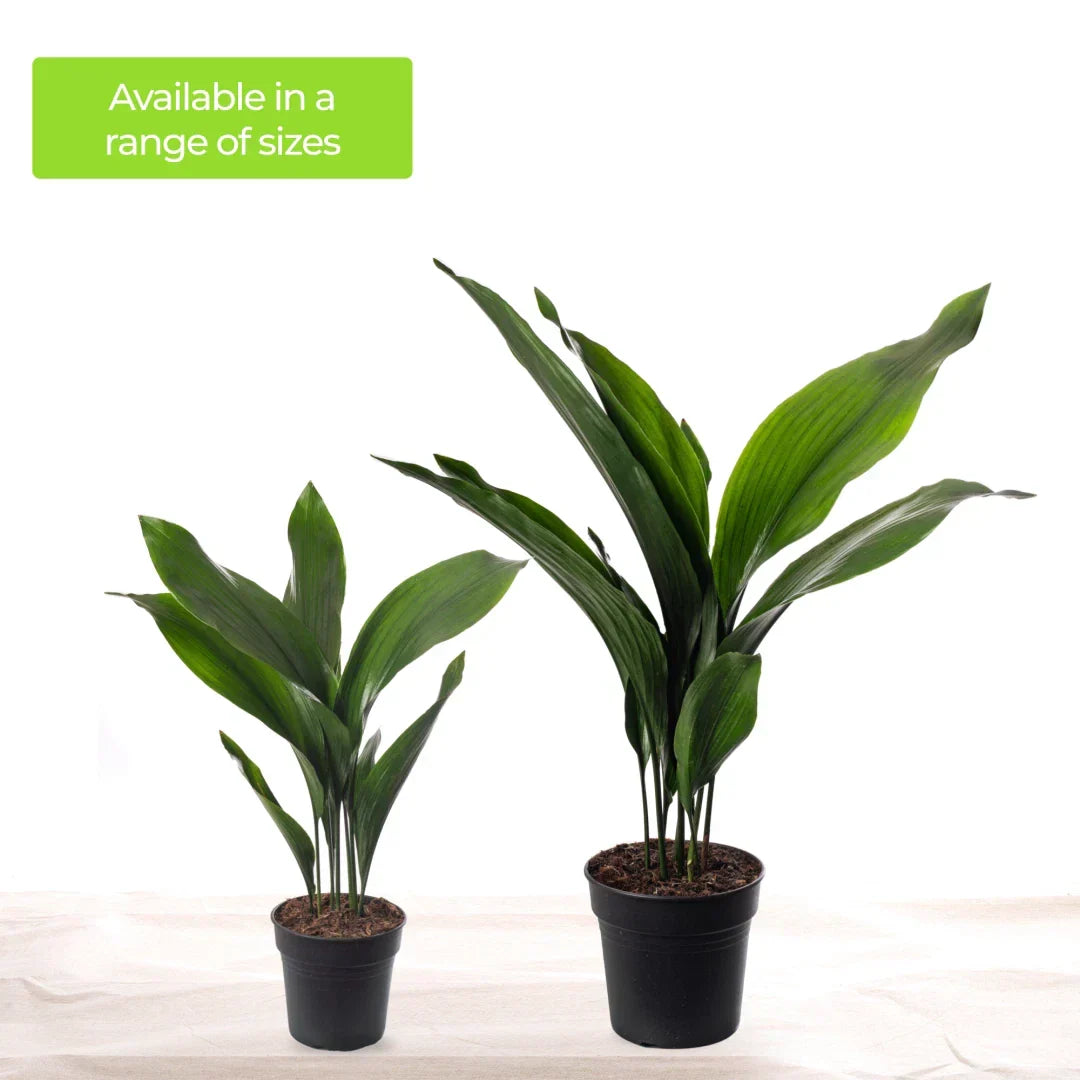 Cast Iron Plant Aspidistra Elatior Indoor House Plants Evergreen Tall Exotic CorbyCart
