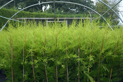 10 X 90cms CASTLEWELLAN LEYLANDII GOLD HEDGING CONIFERS 2ltr POTS 3ft