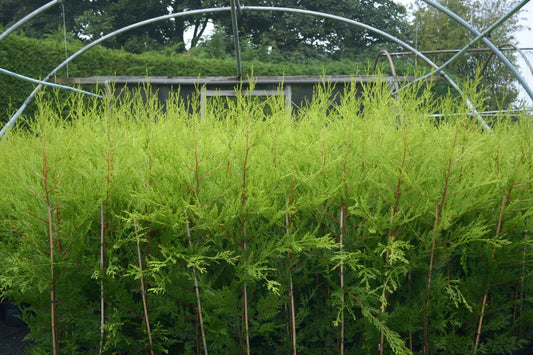 10 X 90cms CASTLEWELLAN LEYLANDII GOLD HEDGING CONIFERS 2ltr POTS 3ft