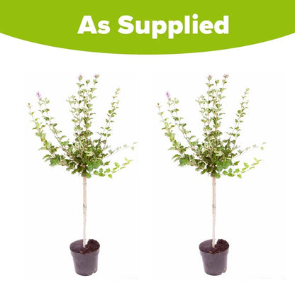 Standard Lilac Trees, 2 x Syringa Palibin, Double Flowering, 90-120cm, 3L Pots