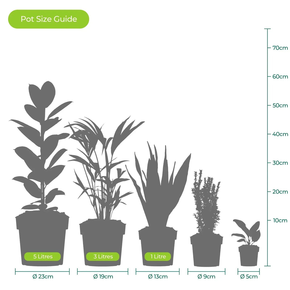 Cast Iron Plant Aspidistra Elatior Indoor House Plants Evergreen Tall Exotic CorbyCart