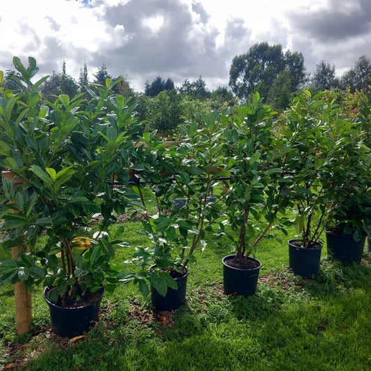 5x Laurel hedging plant 20/30l pot 130-150cm height