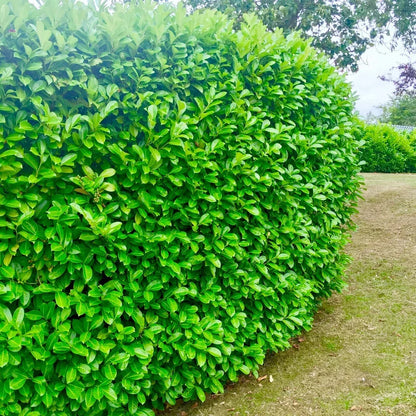 2-3ft Cherry Laurel Hedging 60-90cm Evergreen Laurels for hedging 2l potted