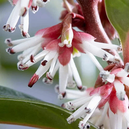 Sarcococca hookeriana Winter Gem Sweet Box 3Lt Pot Evergreen Plants