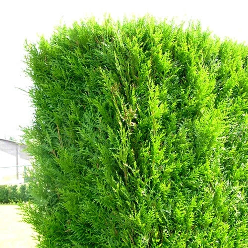 25 X THUJA PLICATA 'ATROVIRENS' RED CEDAR EVERGREEN HARDY HEDGING PLANT IN POT