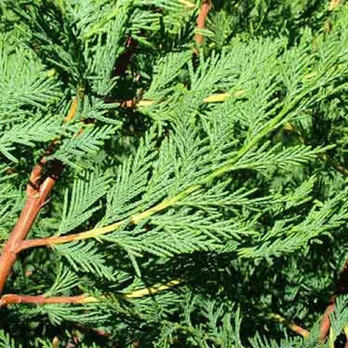 2-3ft Leylandii Green Evergreen Hedging Conifers 2ltr Pots