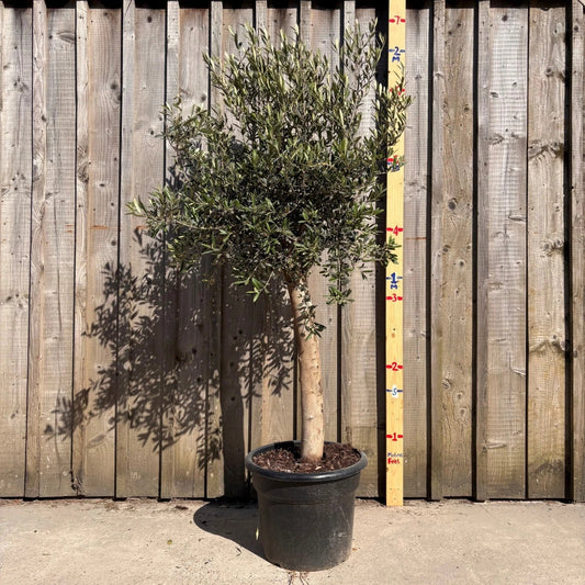 Thick Stem Olive Tree - L Corbycart