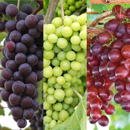 3 x Grape Vine Plant Mix - Garden Climbing Fruit Plant Grow Your Own Grapevine Corbycart