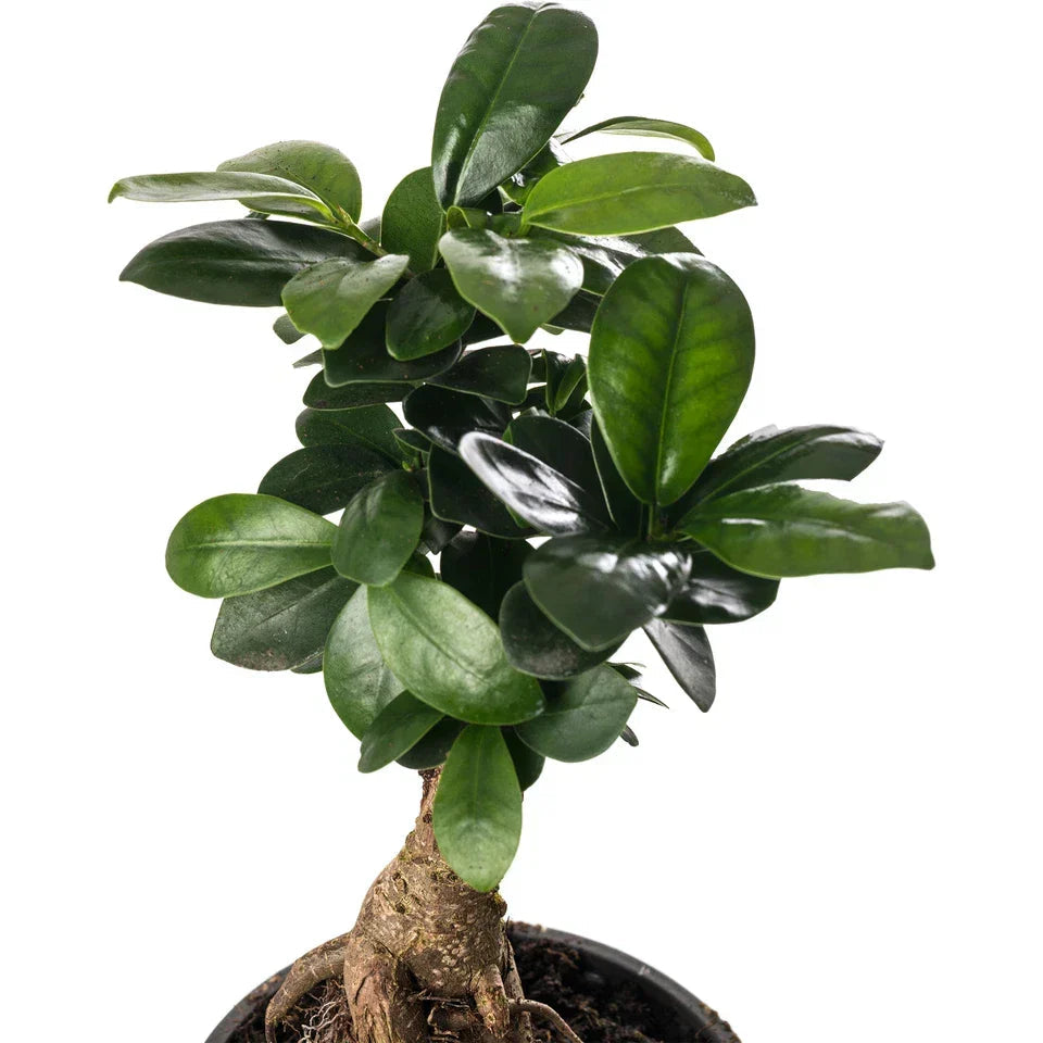Ficus Ginseng Bonsai Tree Tall Indoor Plants Exotic Large Trees For Your Home CorbyCart