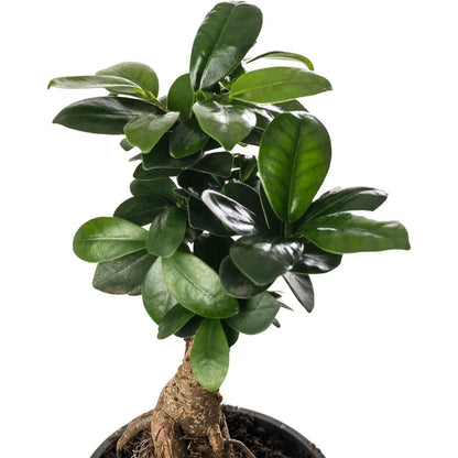 Ficus Ginseng Bonsai Tree Tall Indoor Plants Exotic Large Trees For Your Home CorbyCart