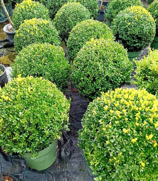 Buxus sempervirens (common box) topiary ball 45-50cm diameter Corbycart