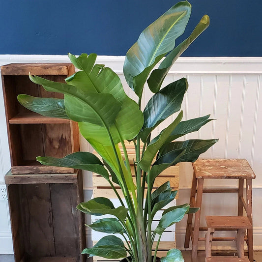 Strelitzia nicolai | 35-45cm Potted White Bird of Paradise | Indoor Plant Gift Corbycart