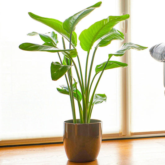 Strelitzia nicolai | 35-45cm Potted White Bird of Paradise | Indoor Plant Gift Corbycart